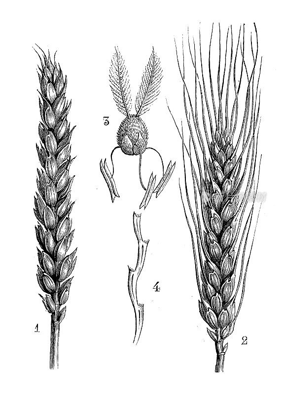 古植物学插图:小麦(Triticum aestivum)